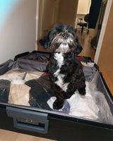 Pippa wil wel, maar kan niet mee.